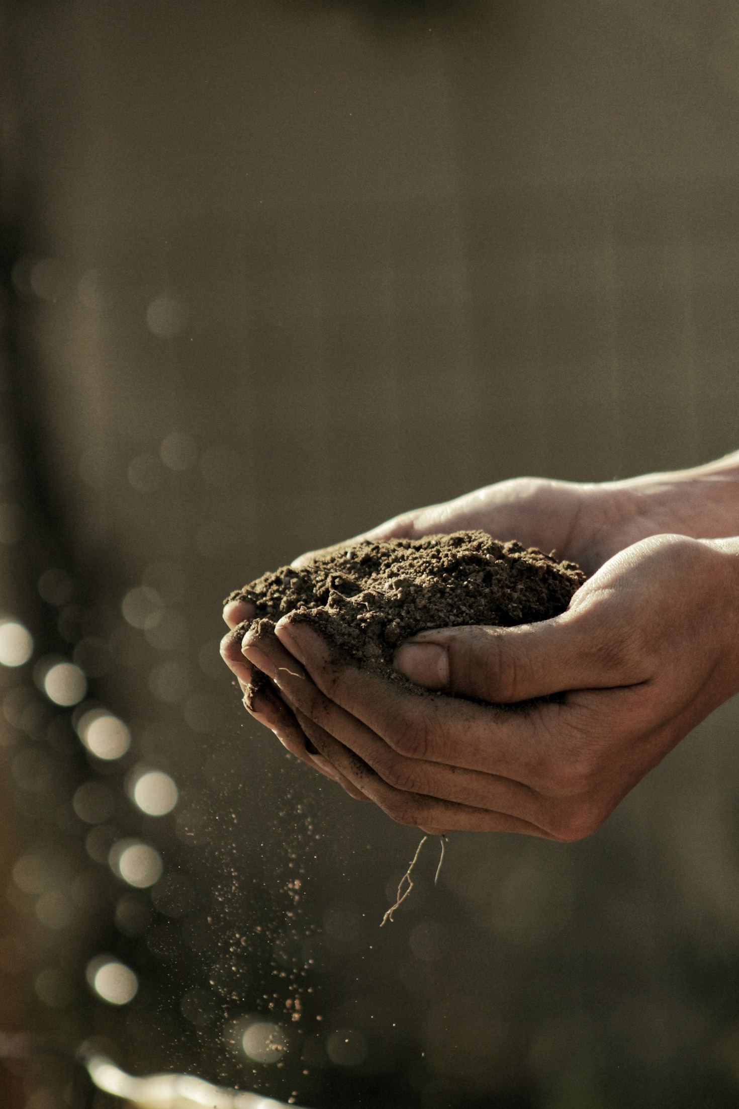 Freie Scholle und ihr Beitrag zur Umwelt